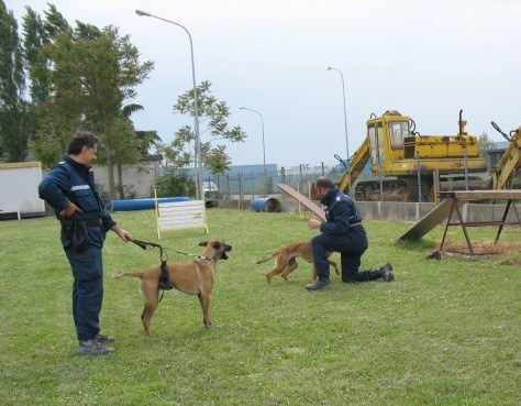 Le altre due unità della polizia municipale mentre accudiscono i cani in attesa della prova (erano presenti 3 UCS della municipale) 