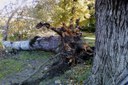 Casalecchio (BO), manutenzione arborea sul fiume Reno
