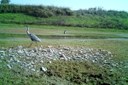 La riqualificazione fluviale in Romagna - foto uccelli