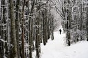 Neve nel bosco, escursione, ciaspolata